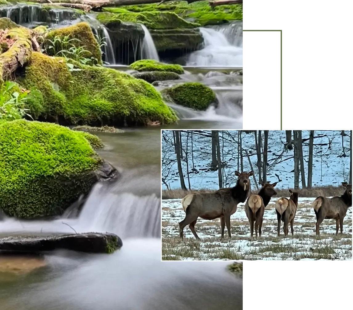 Group of elk standing in front of a waterfall surrounded by lush green grass and trees