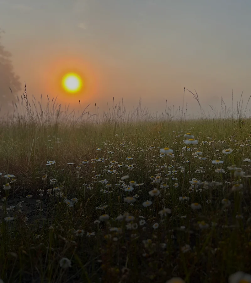 Field of daisies with the sun setting in the background, creating a and peaceful atmosphere