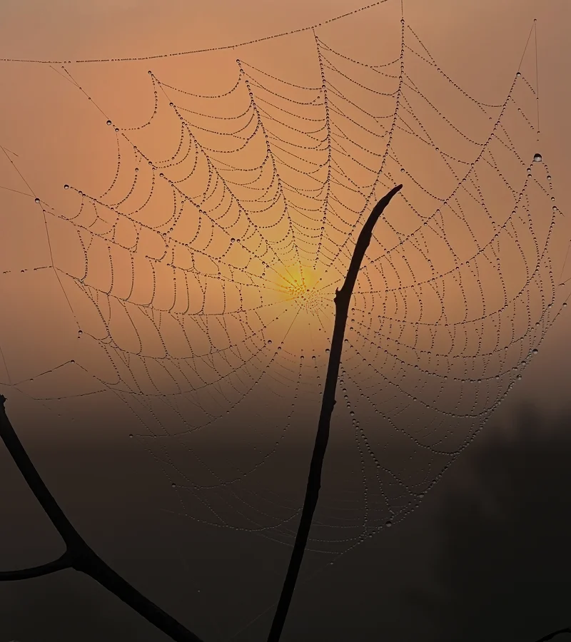 Spider web with water droplets glistening in the morning light, illuminated by the warm glow of the setting sun
