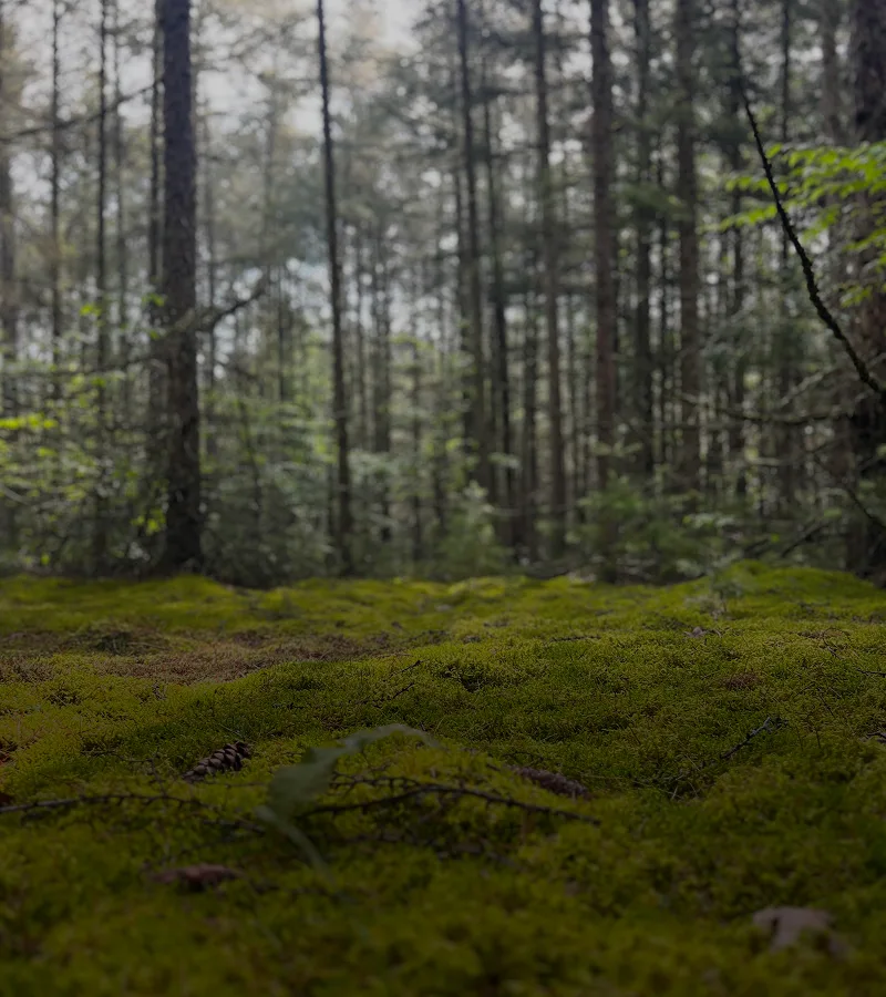 Lush forest with tall trees and a bright blue sky in the background